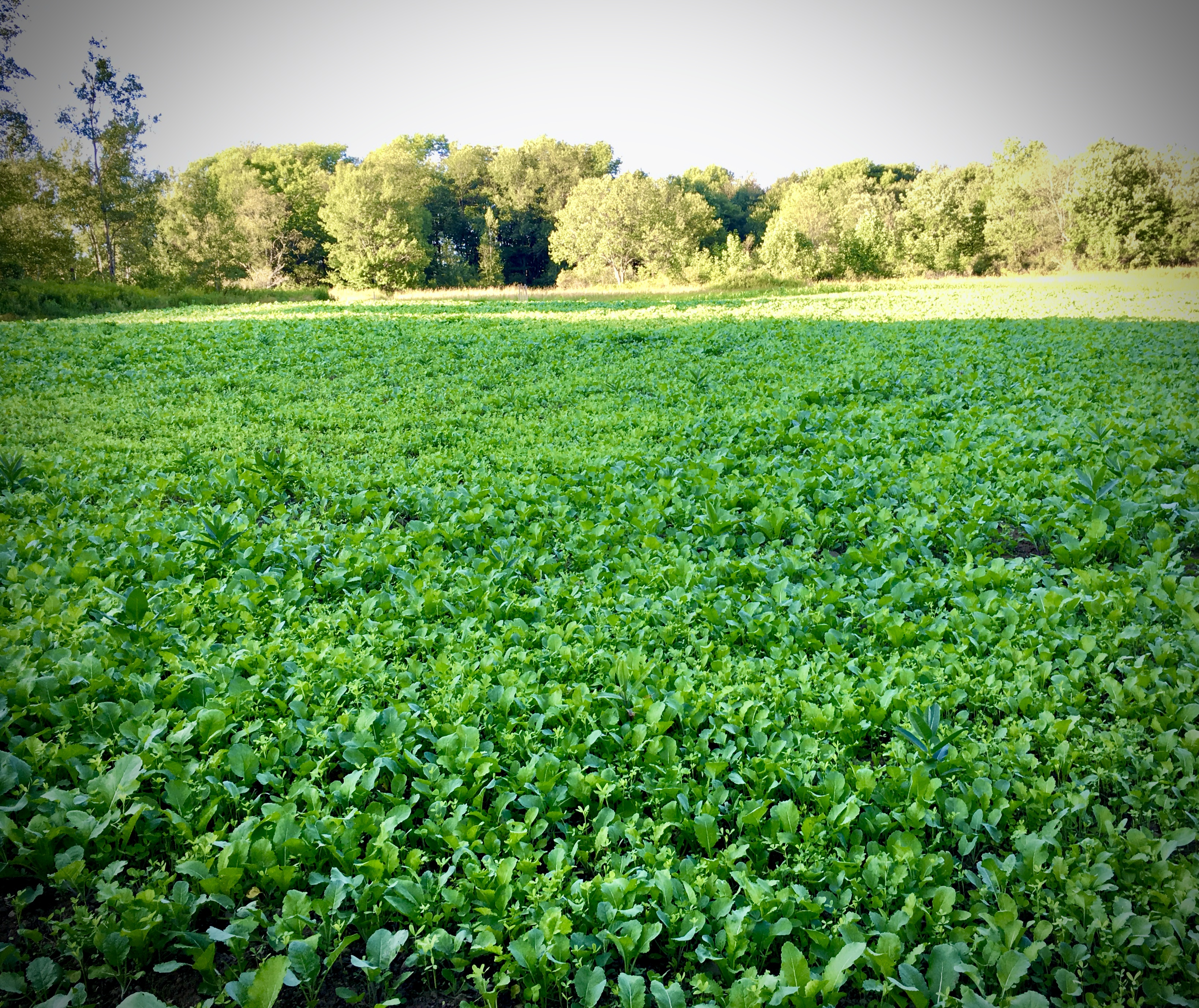 Food Plots